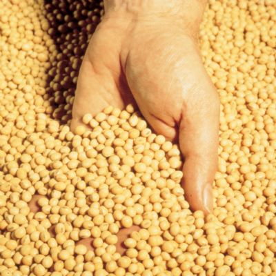 Mano cogiendo un pu�ado de cereal