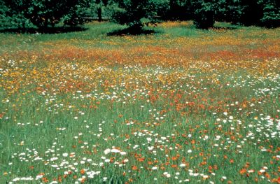 Campo de florecillas
