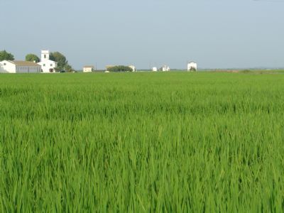 agricultura