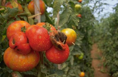agricultura tomates